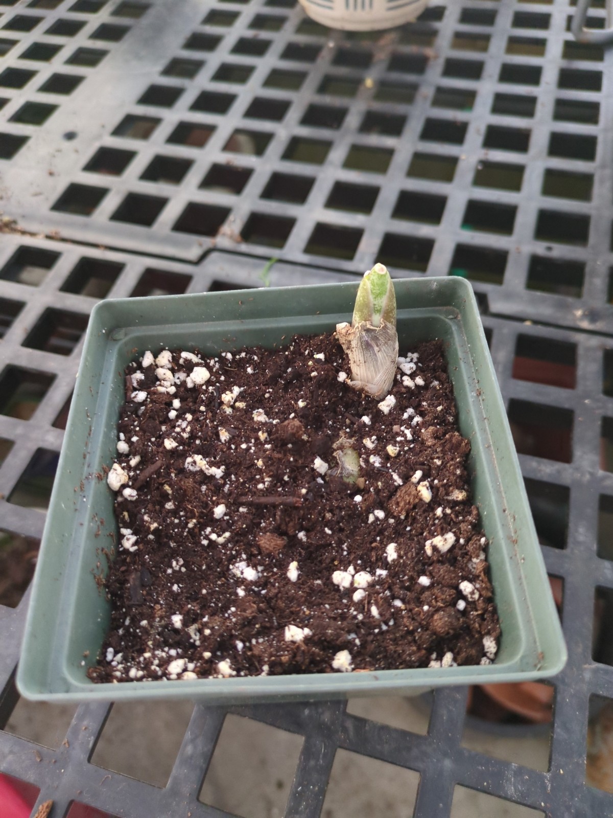 Sansevieria  'Whale Fin'