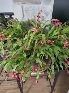 Schlumbergera russelliana