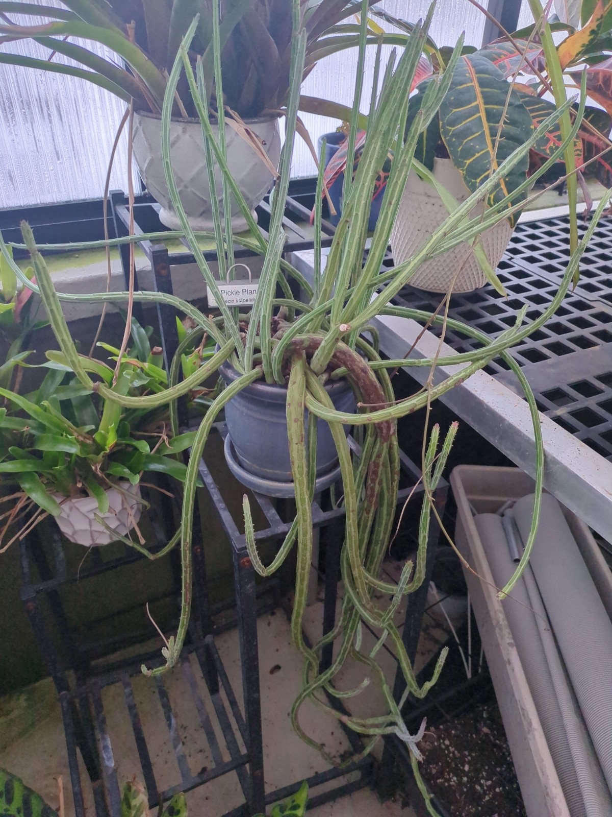 Senecio stapeliiformis