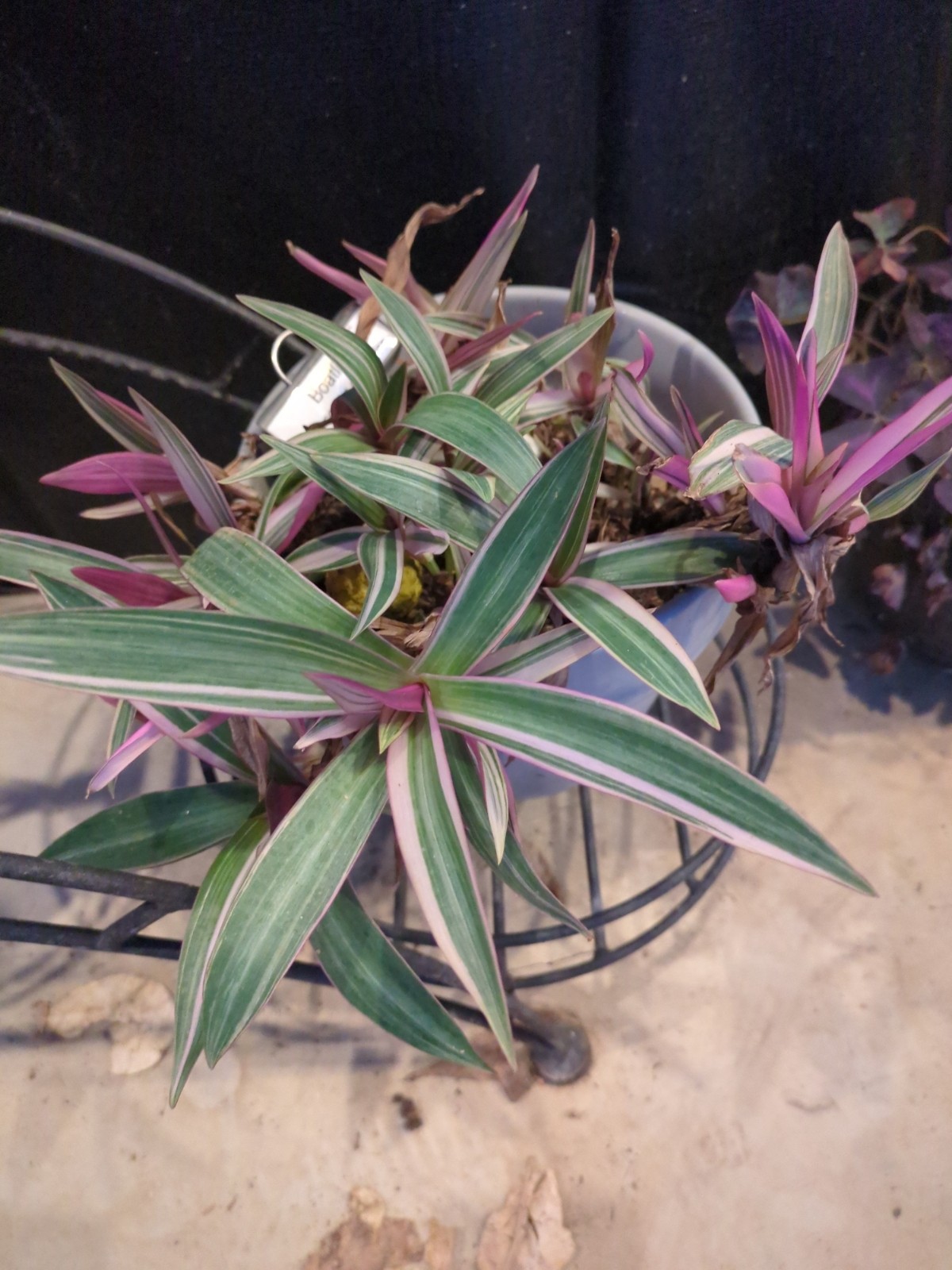 Tadescantia spathacea