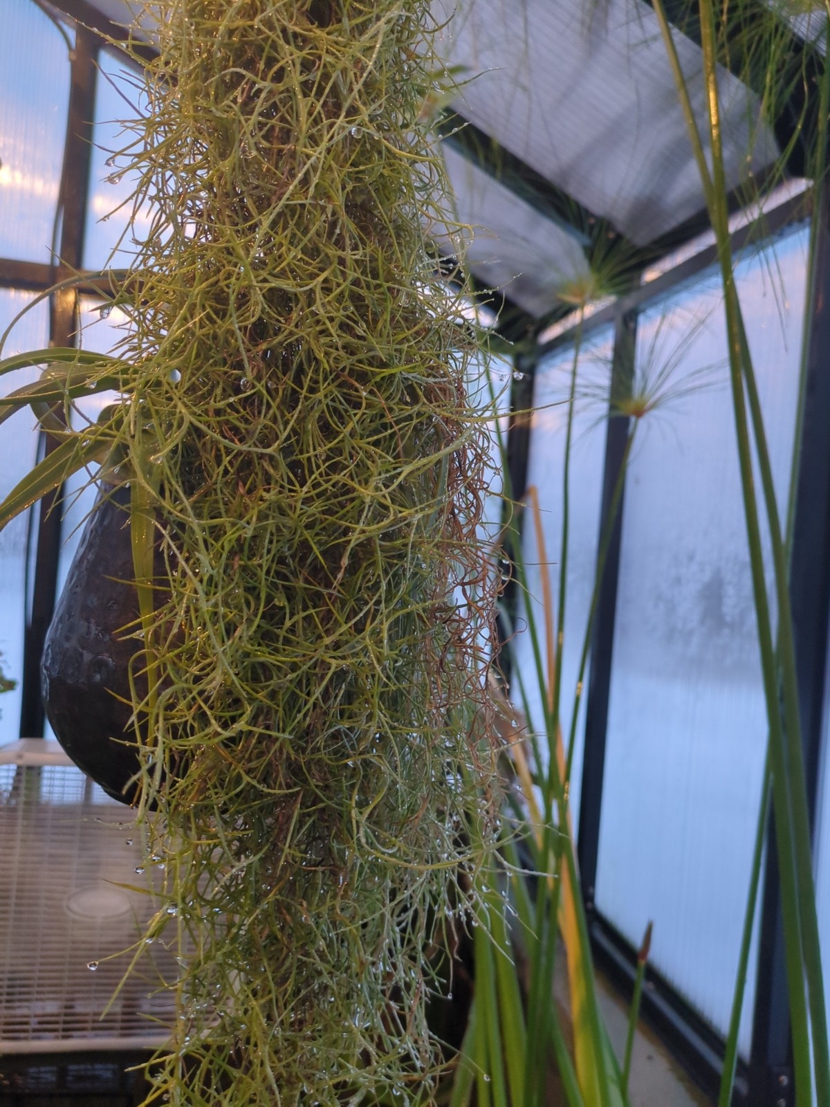 Tillandsia usneoides