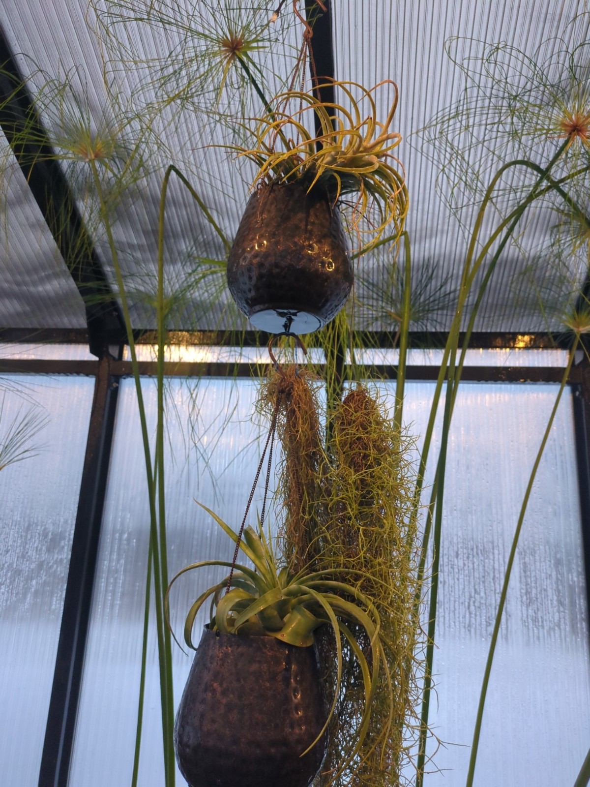 Tillandsia 