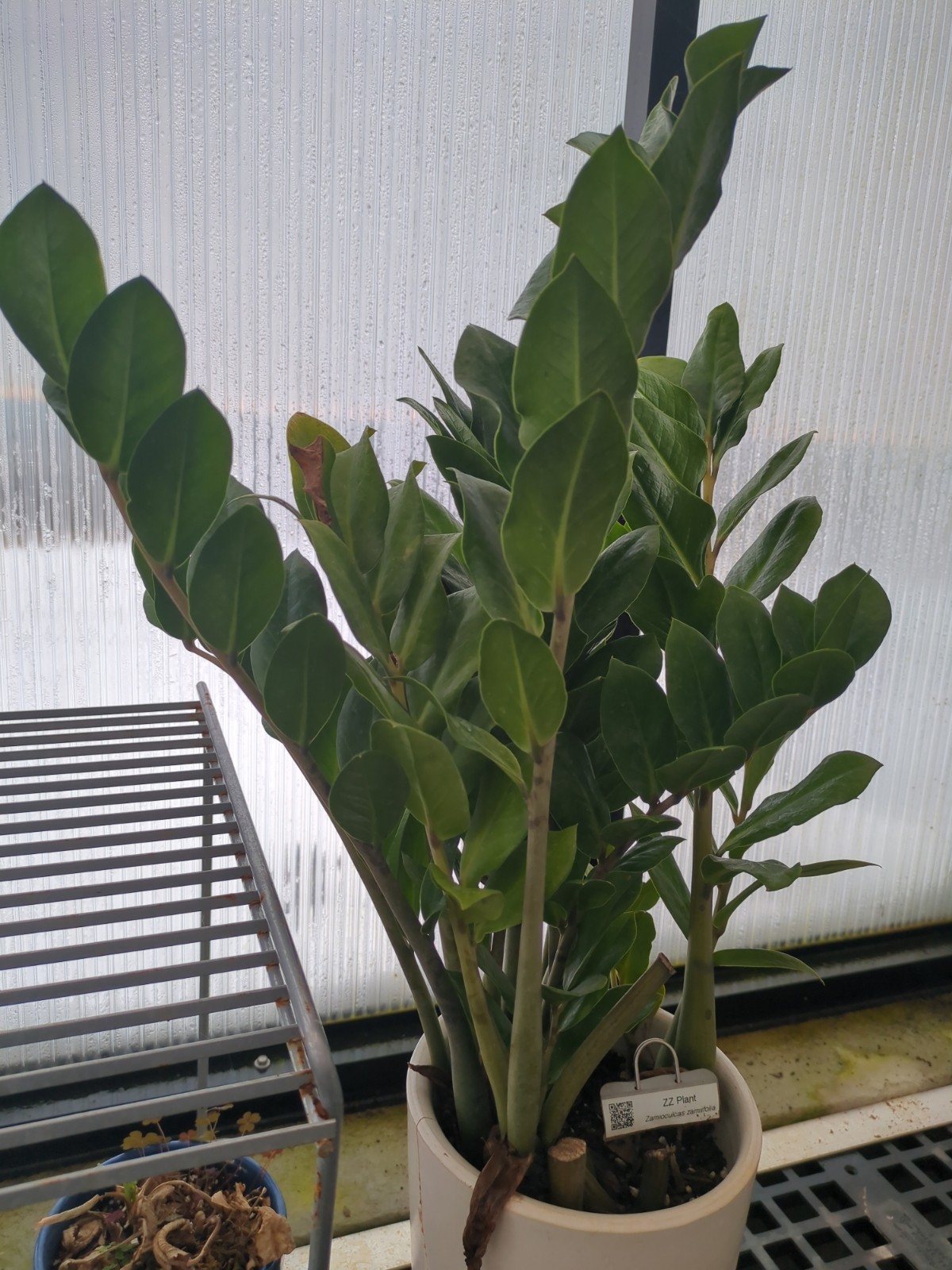 Zamioculcas zamiifolia