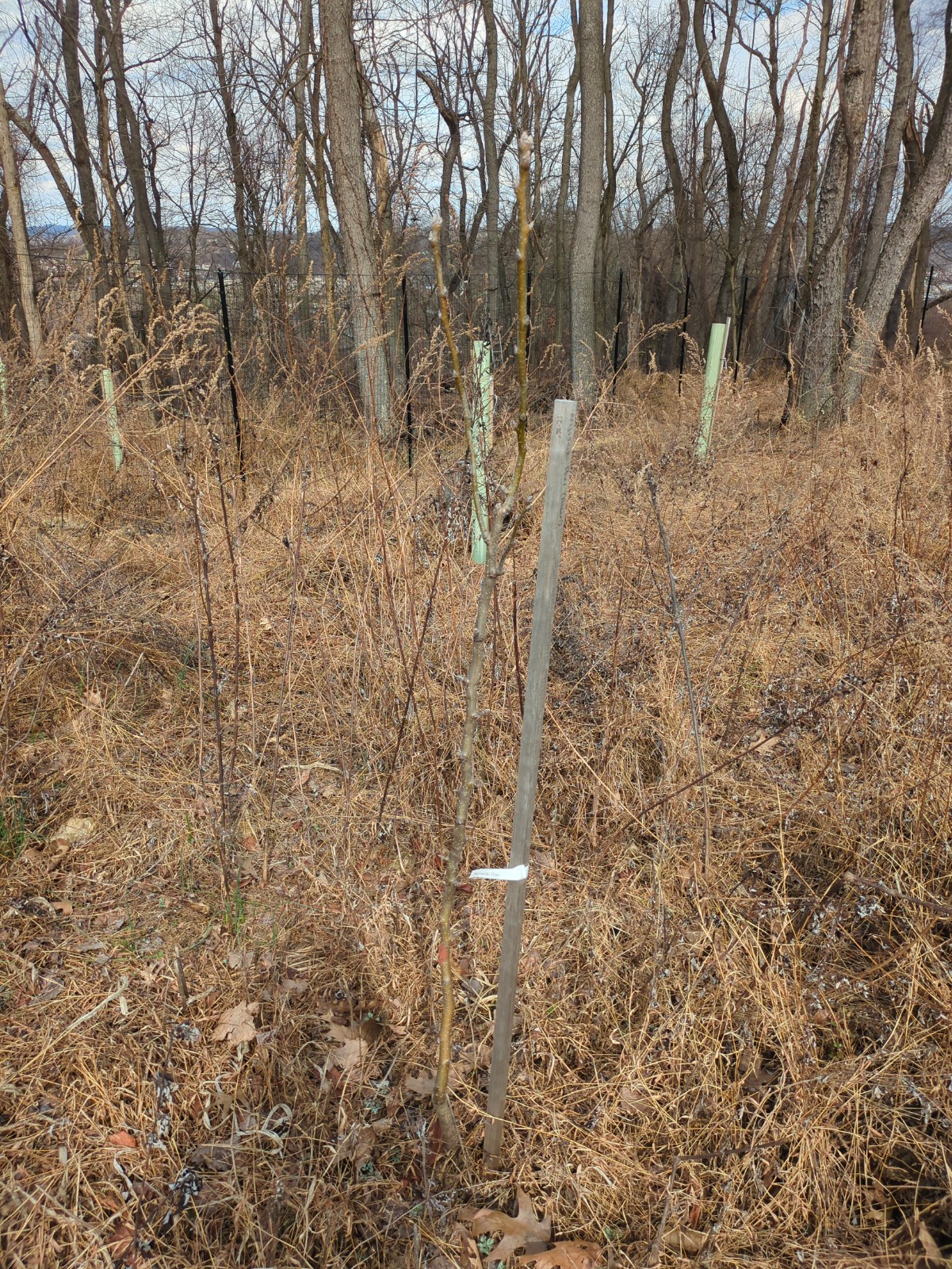 Pyrus pyrifolia 'Nikiseiki'