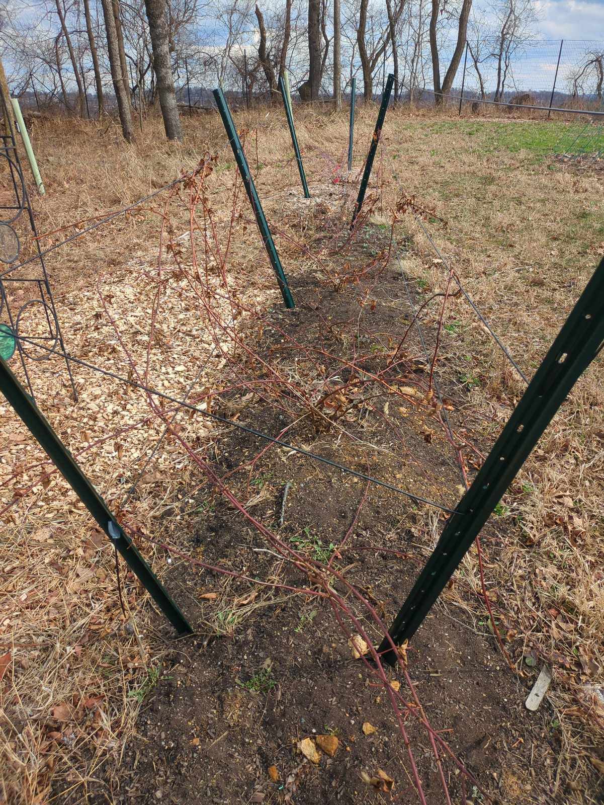 Rubus 'Triple Crown'