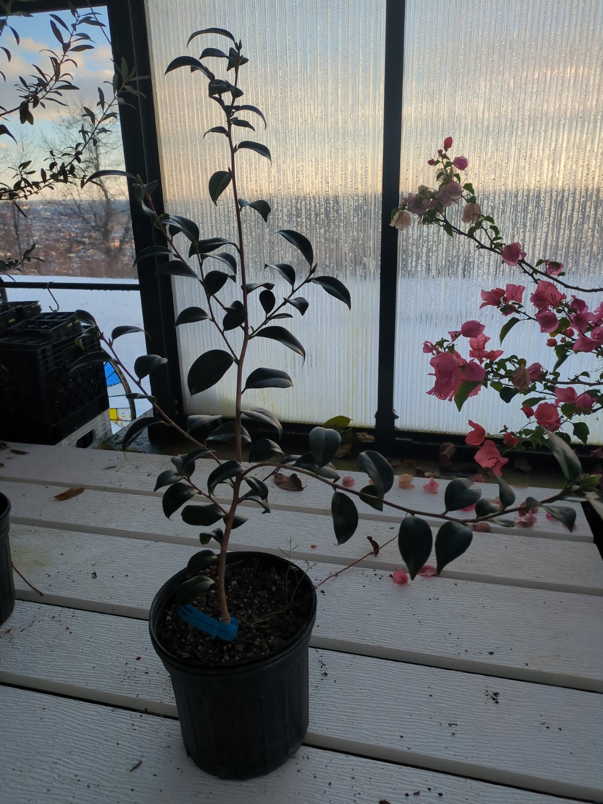 Camellia jappnica 'April Blues'