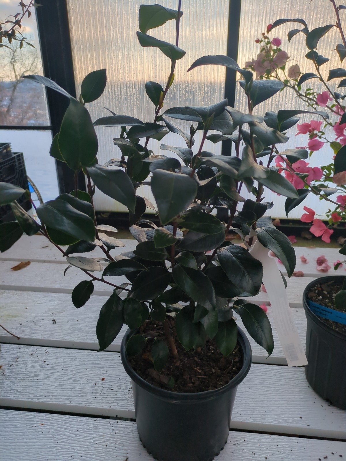 Camellia  japponica 'April Dawn Blush'