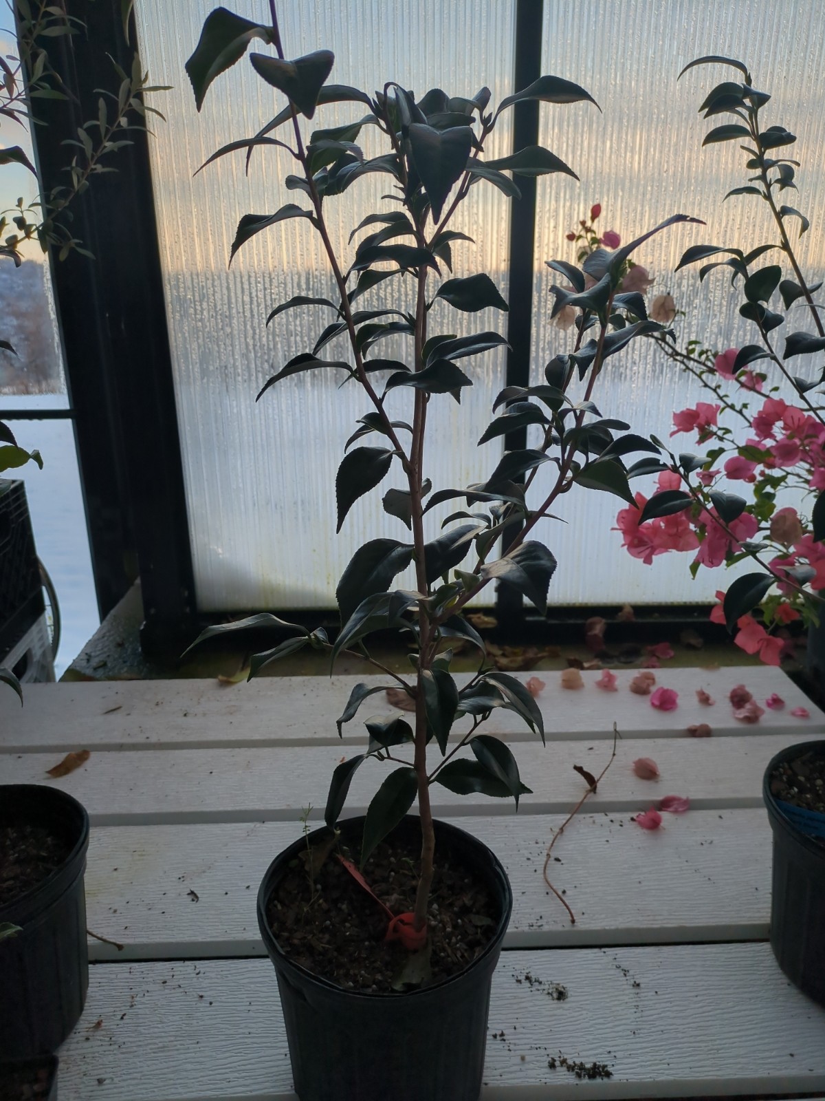 Camellia japponica 'Classic Pink'