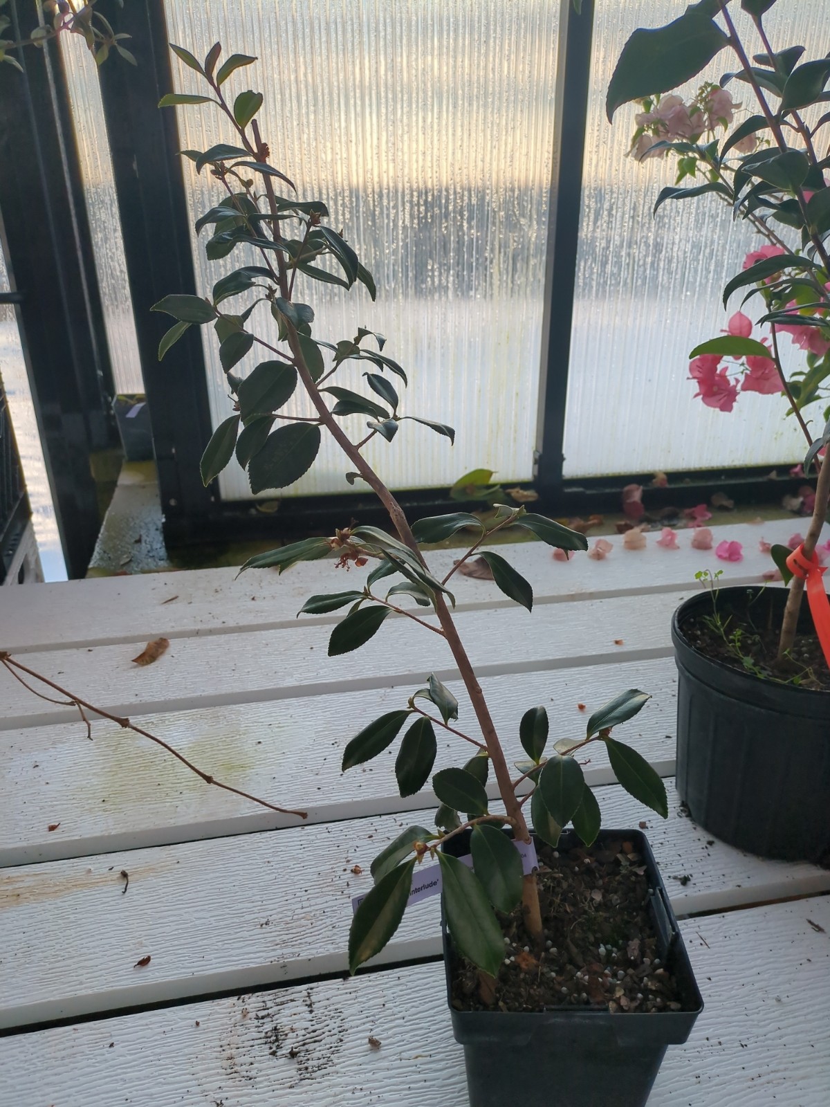 Camellia 'Winter's Interlude'