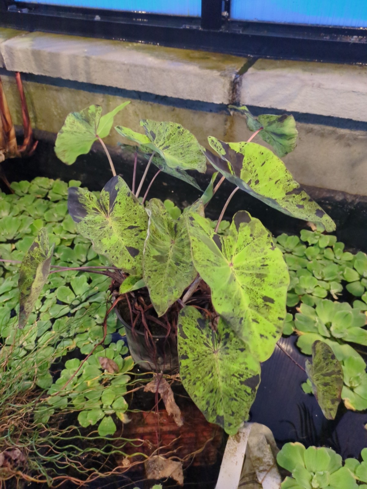 Colocasia esculenta 'Mojito'