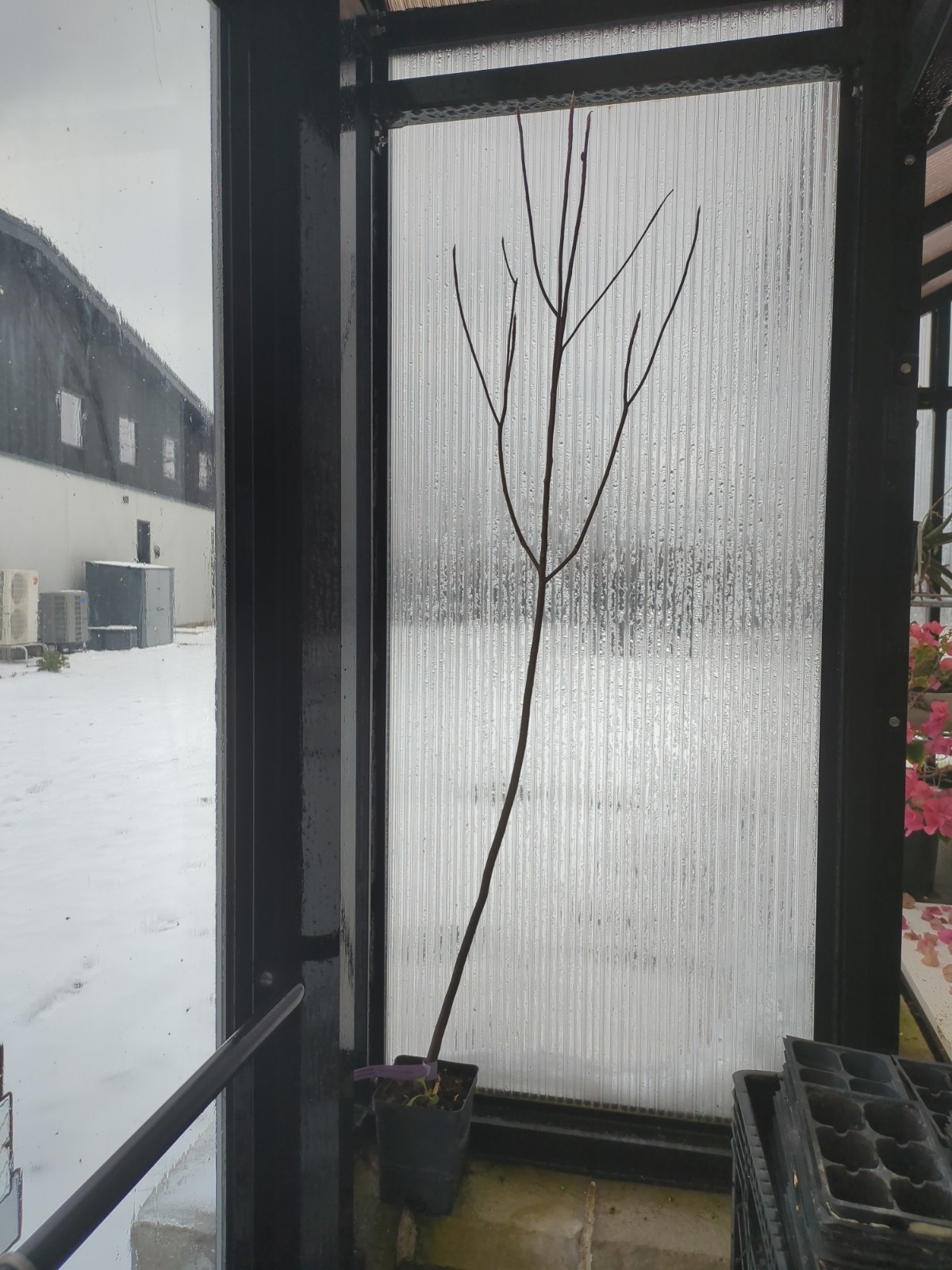 Franklinia alatamaha