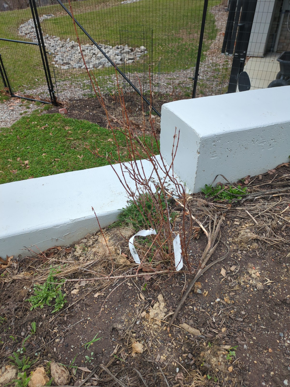 Philadelphus x virginalis 'Snowbelle'
