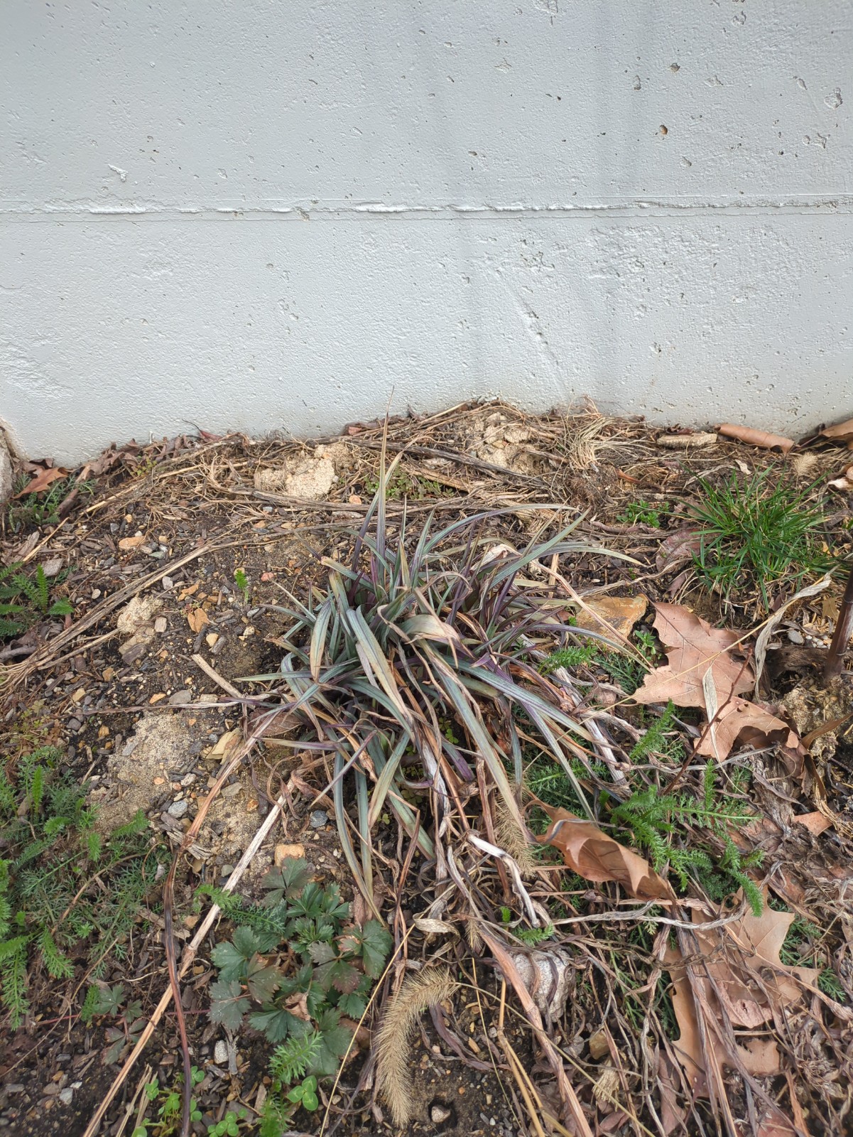 Tradescantia 'Concord Grape'