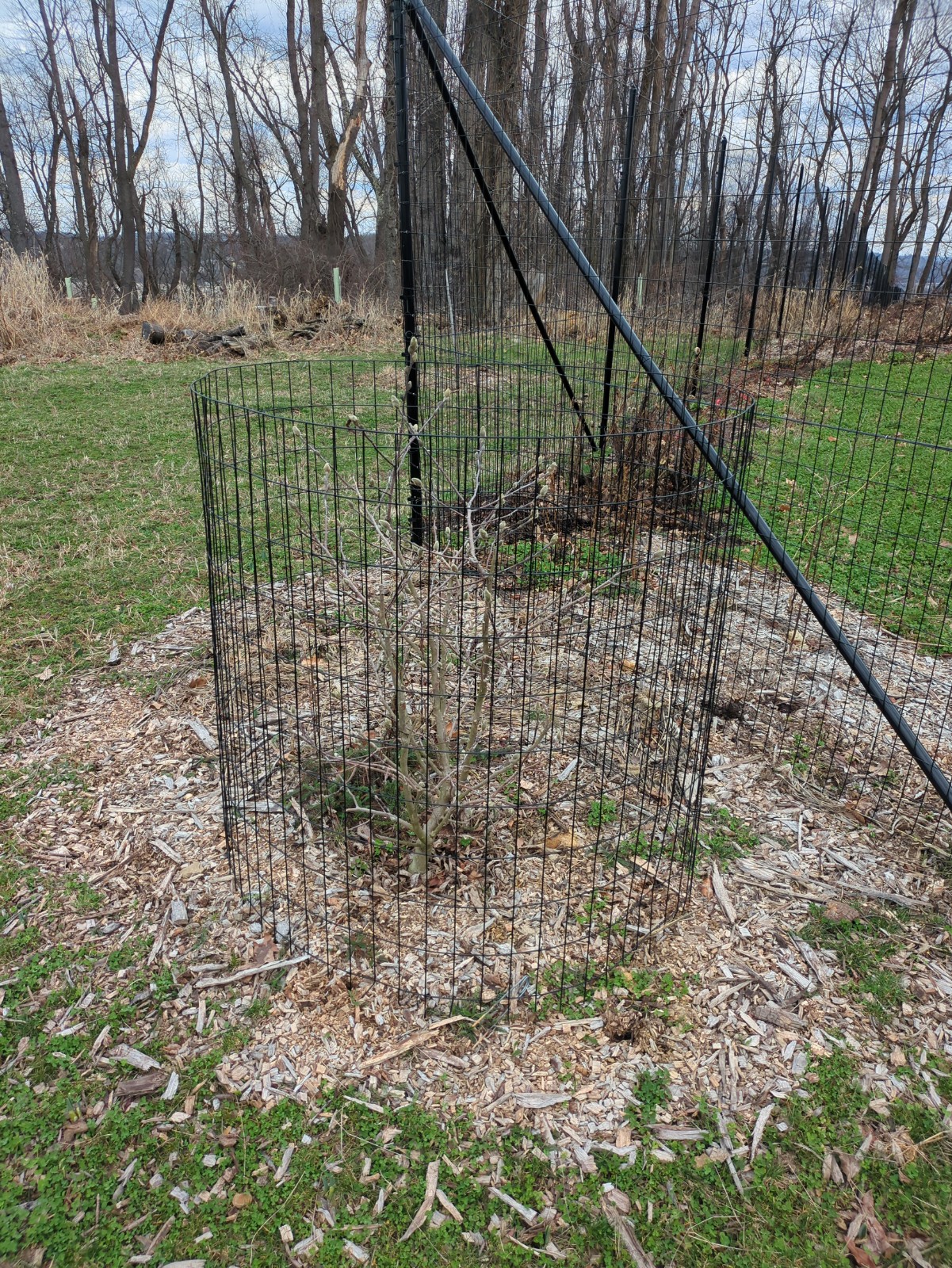 Magnolia stellata 'Royal Star'