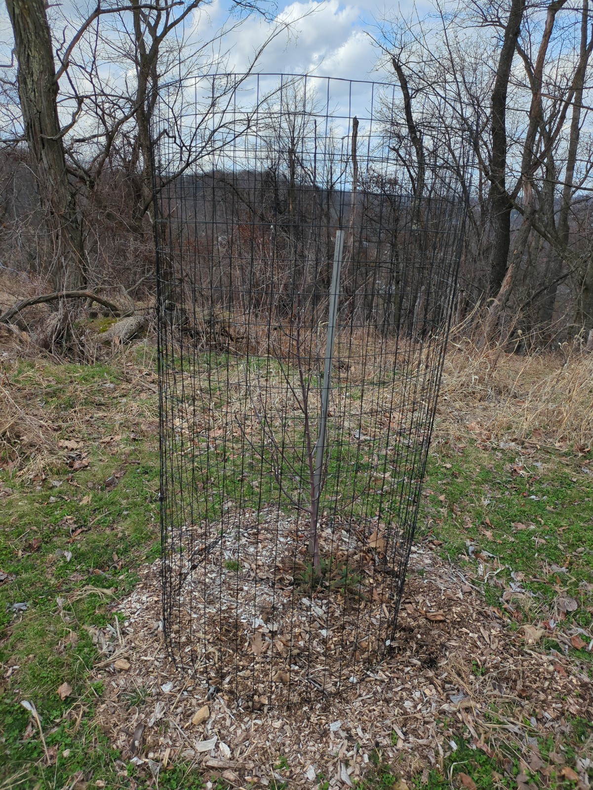 Malus pumila 'Braeburn'