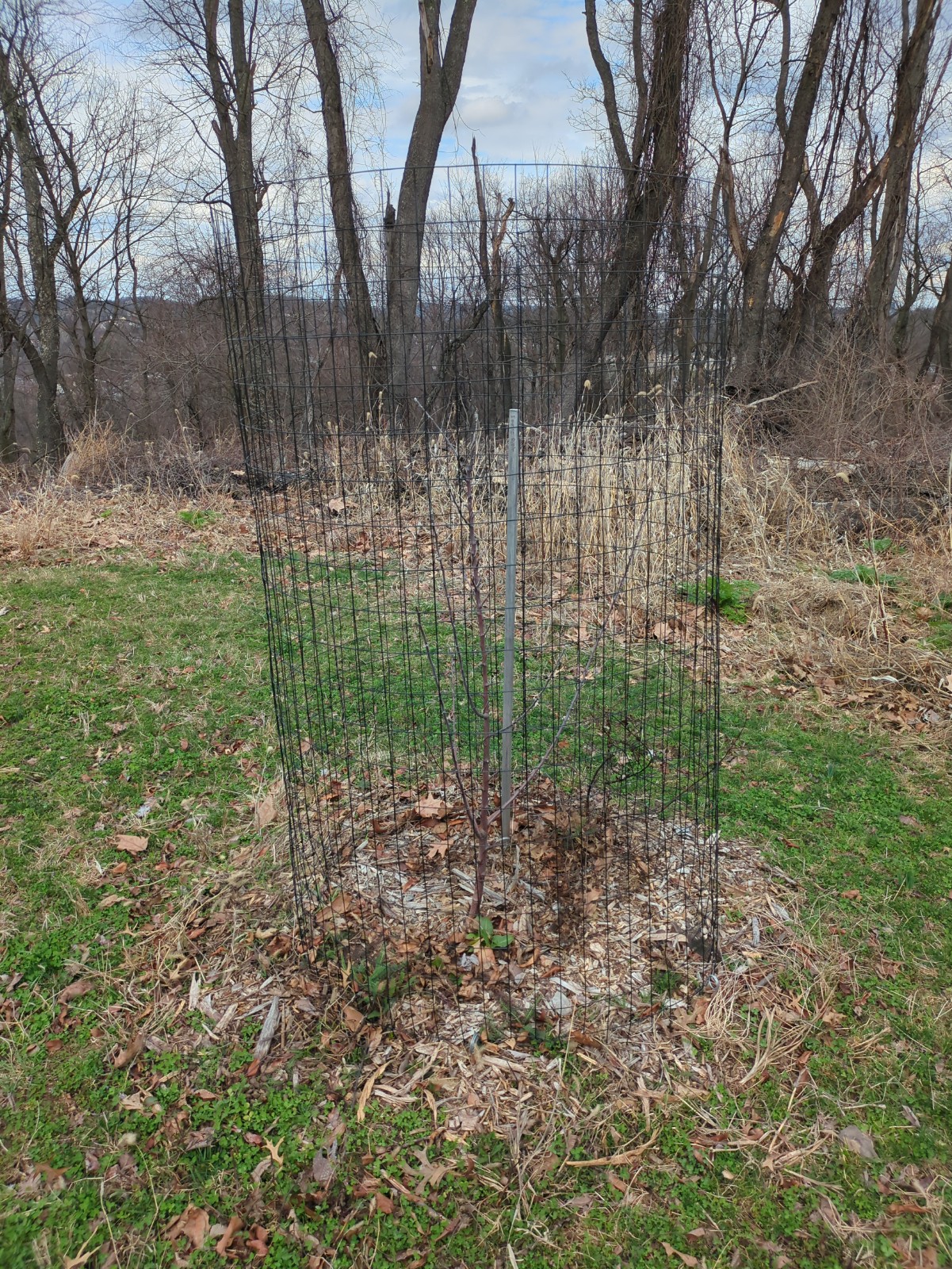 Malus pumila 'Empire'