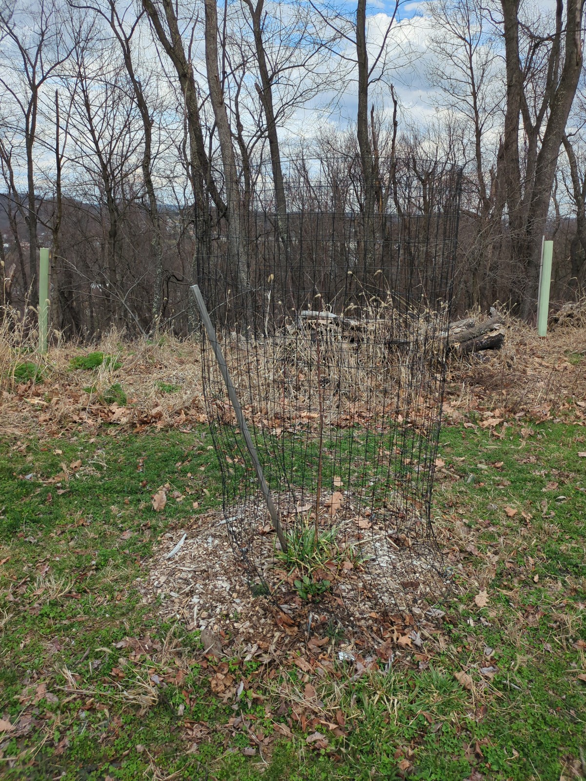 Malus pumila 'Honeycrisp'