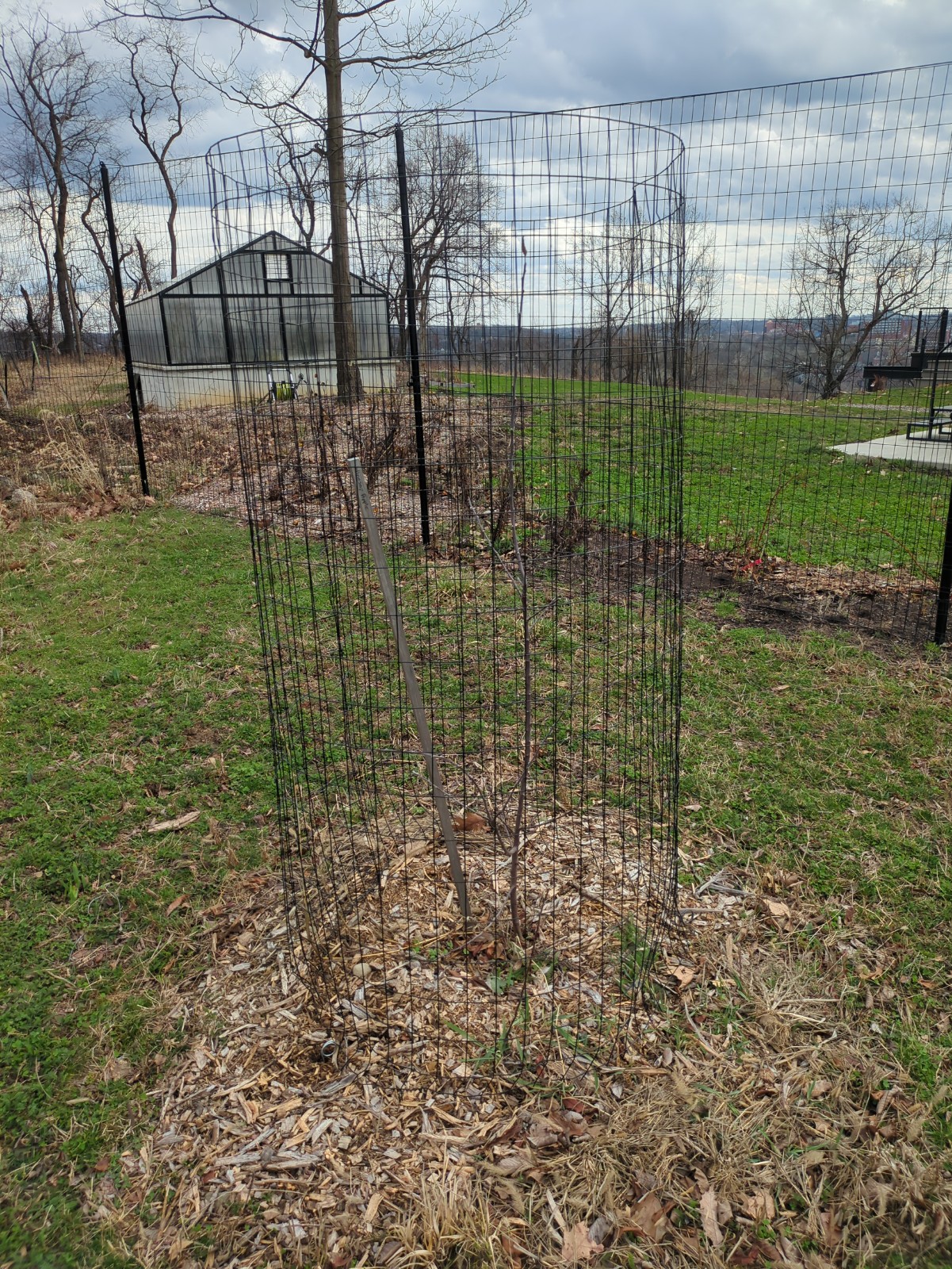 Malus pumila 'Winesap'