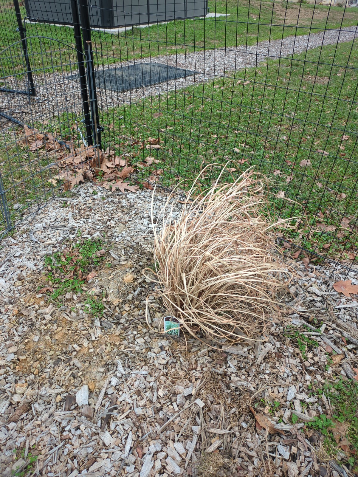 Miscanthus sinensis 'Variegatus'
