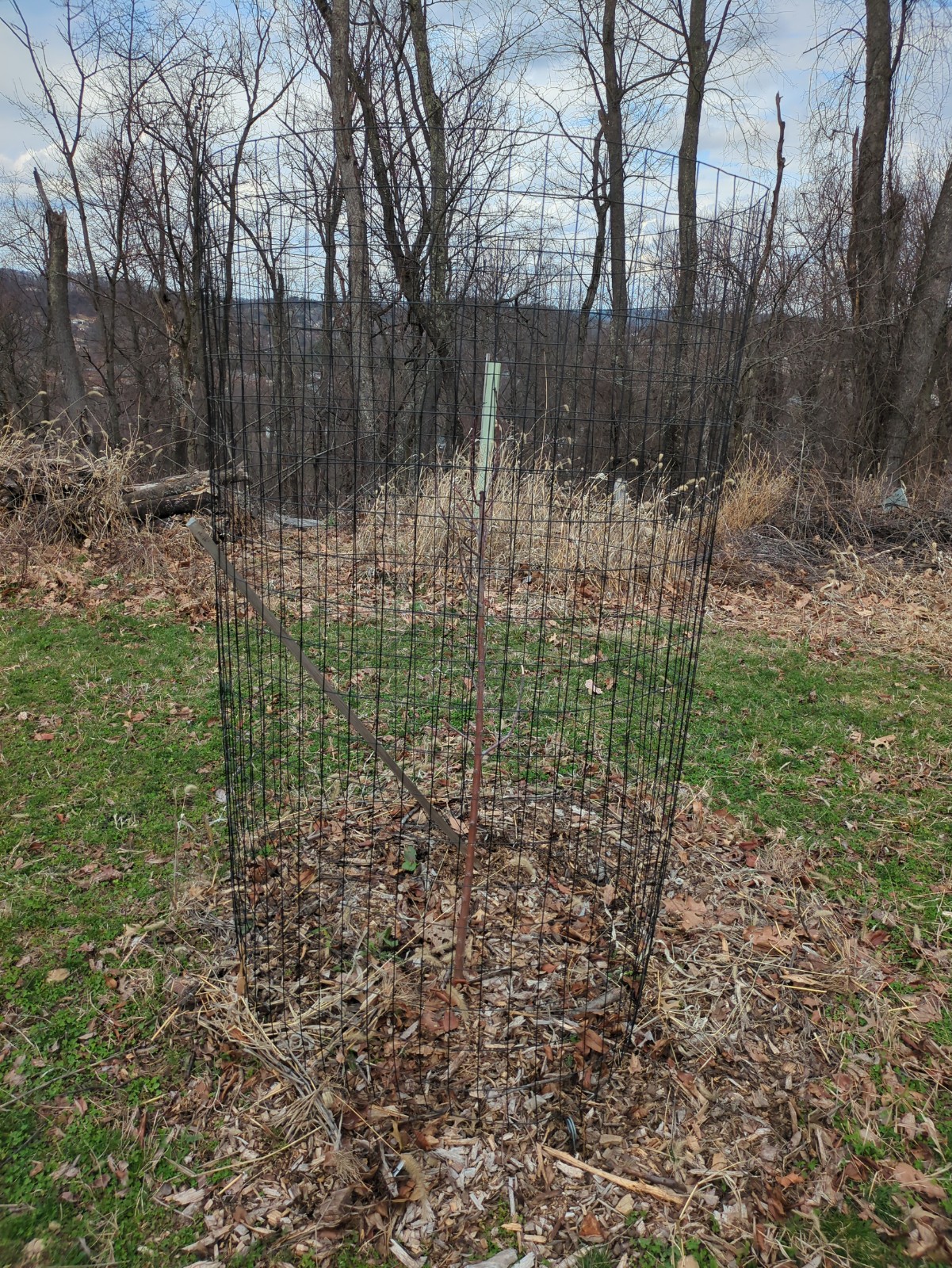 Prunus domestica 'Blue Damson'