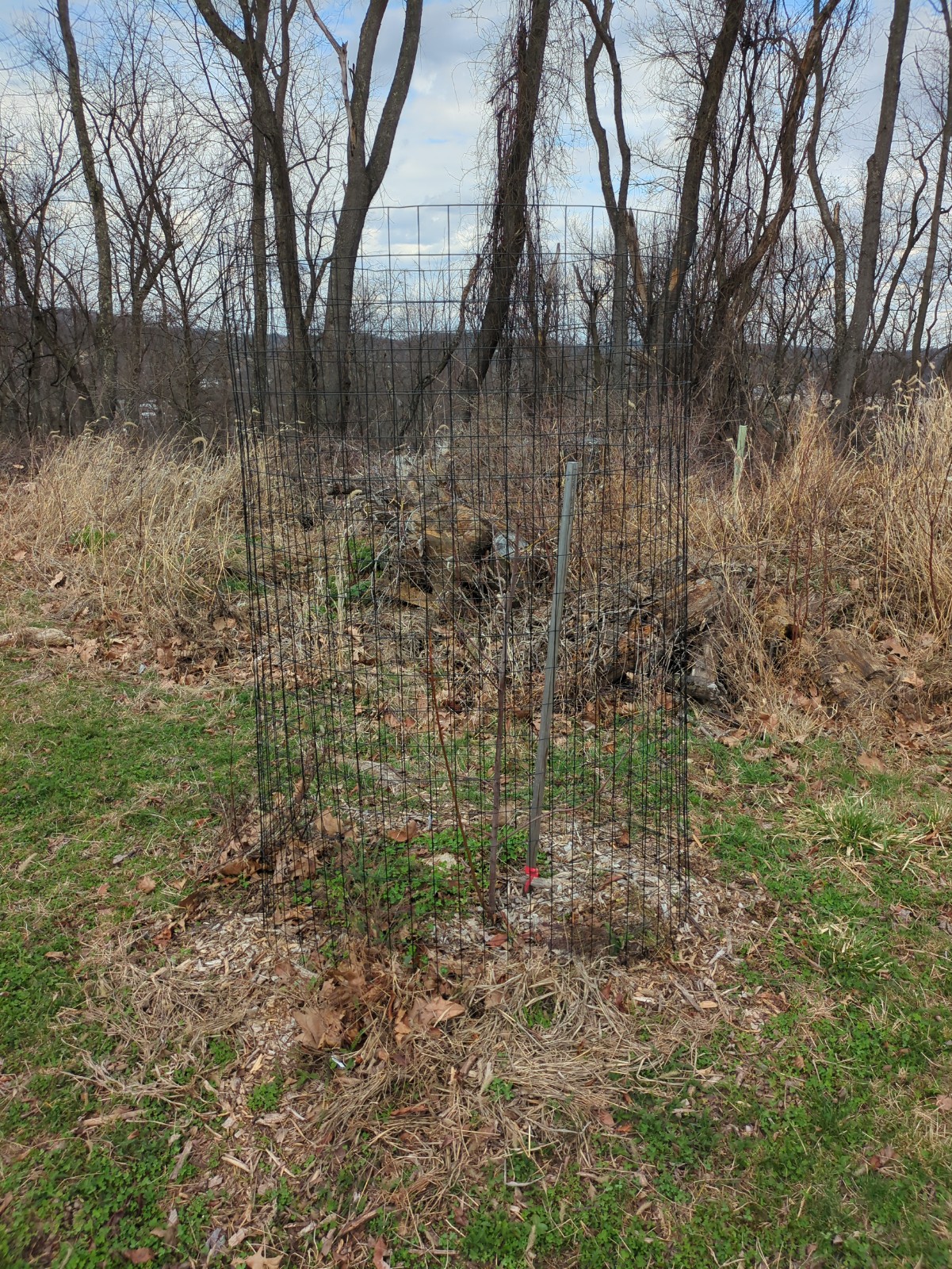 Prunus salicina 'Elephant Heart'