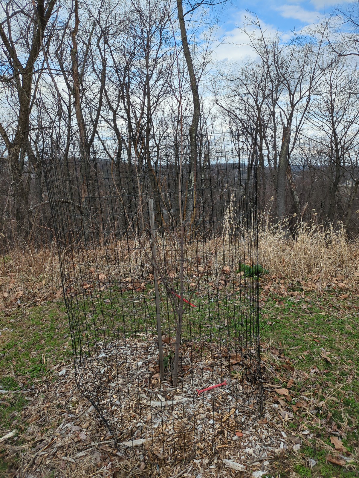 Prunus salicina 'Santa Rosa'