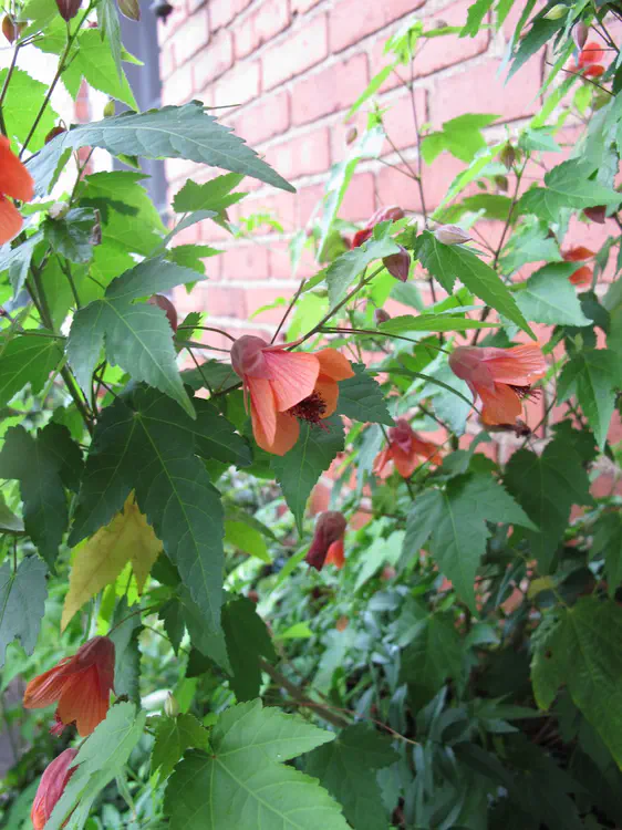 2016-08-15 12.15.51.jpg