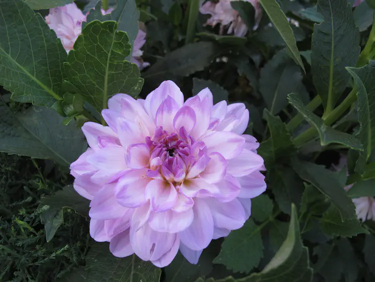 2016-08-21 19.42.29.jpg