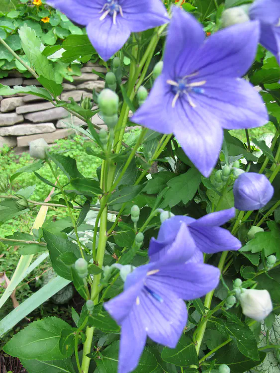 2016-07-04 16.24.15.jpg