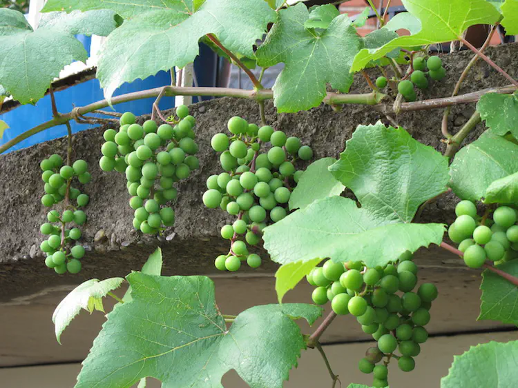 2016-06-18 19.35.33.jpg