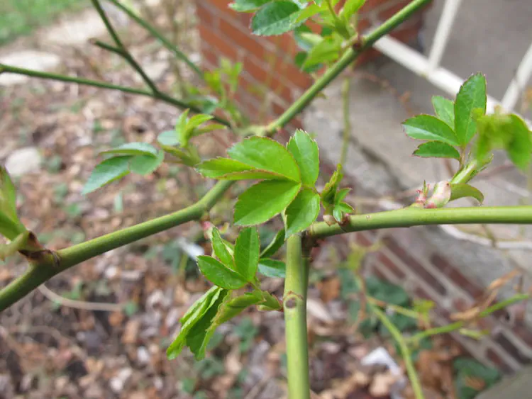 2017-02-25 14.45.54.jpg