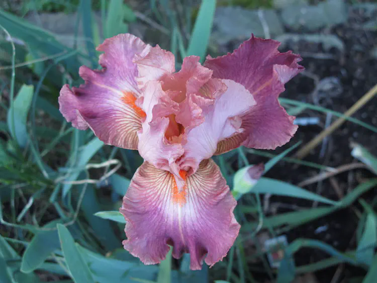 2017-05-07 19.30.50.jpg