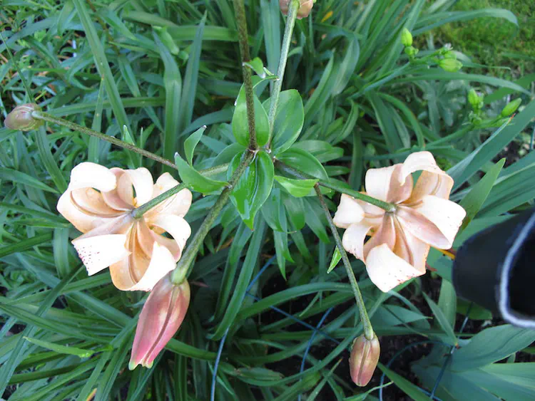 2017-06-15 19.11.57.jpg