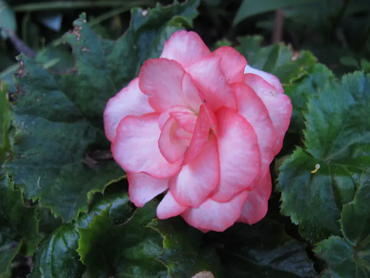 2017-07-25 20.08.07.jpg