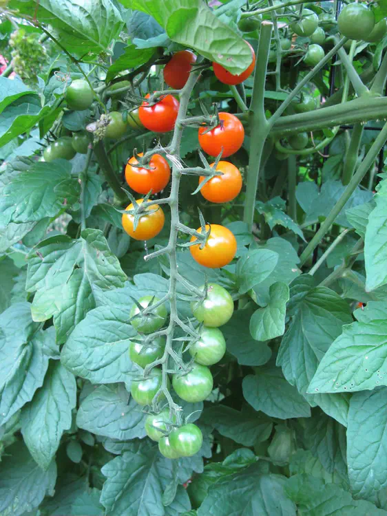 2017-08-03 20.21.54.jpg