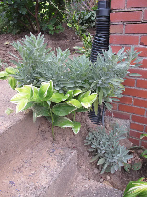 2017-08-31 08.51.52.jpg