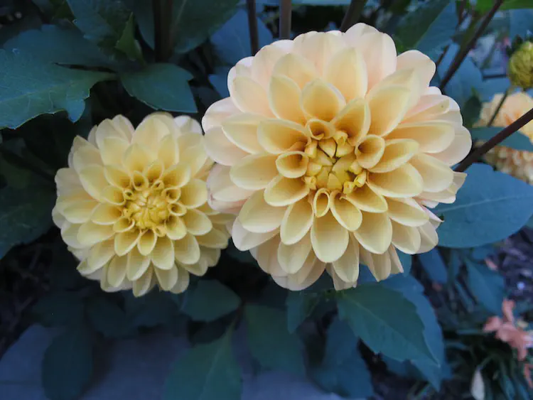 2017-09-04 18.56.42.jpg