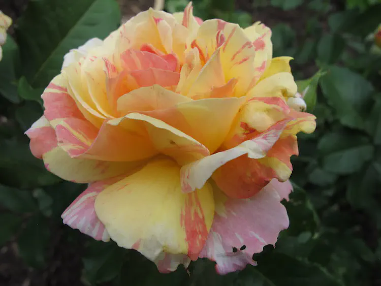 2018-06-01 18.45.27.jpg