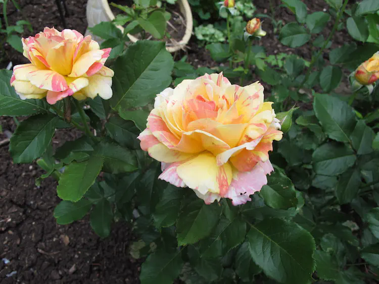 2018-06-01 18.45.34.jpg