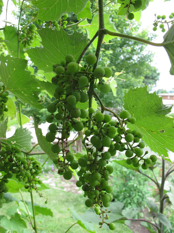 2018-06-16 17.12.51.jpg