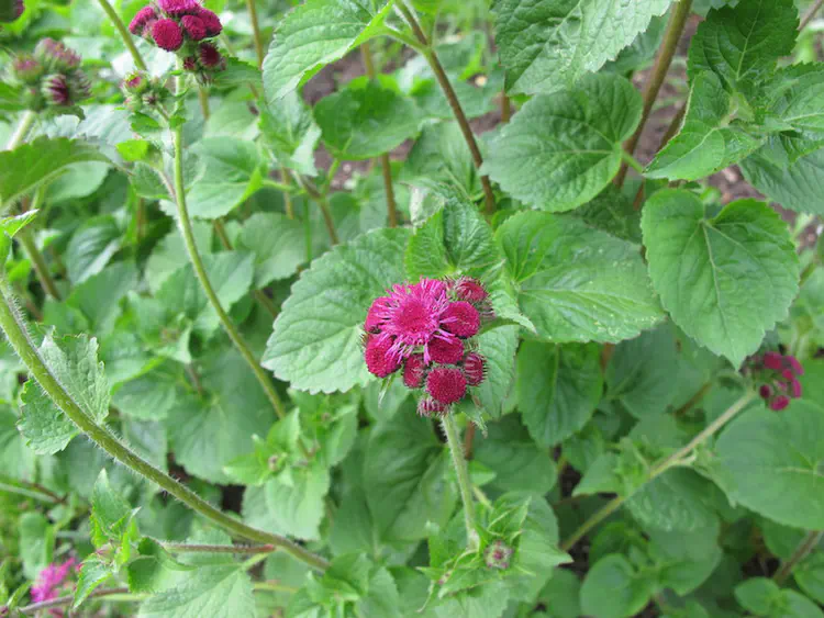 2018-06-16 17.14.49.jpg