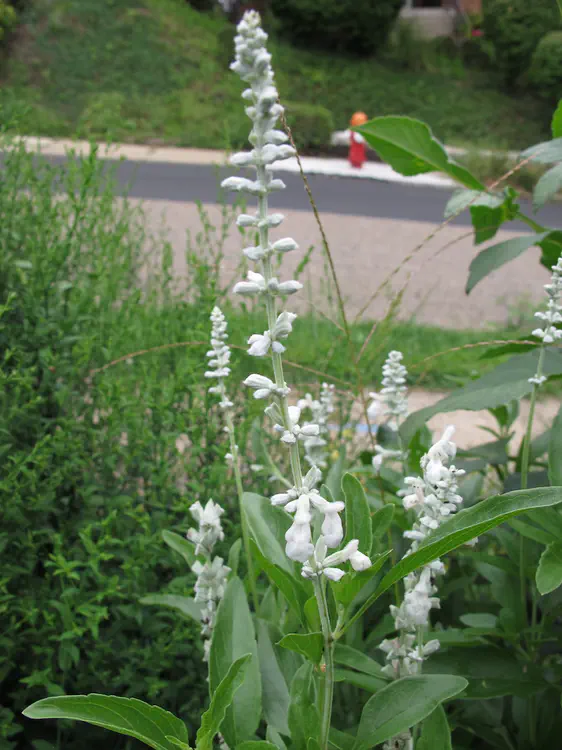 2018-08-25 16.49.04.jpg