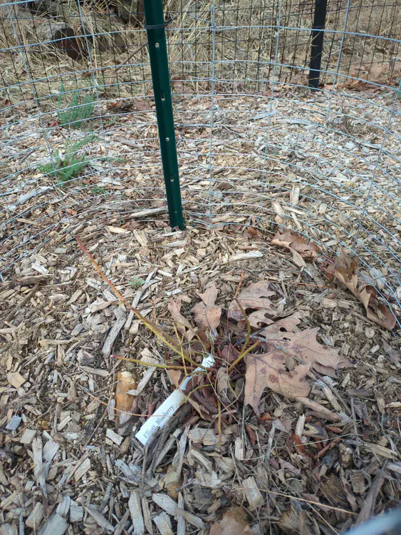 **Added photo** (2026-03-07)