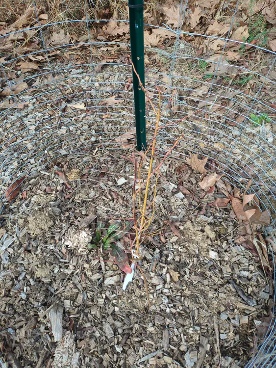 **Added photo** (2026-03-07)