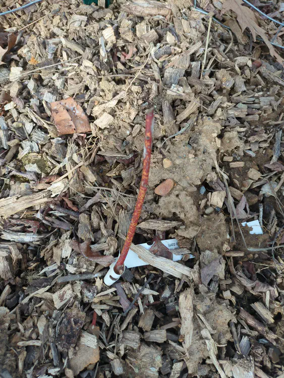 **Added photo** (2026-03-07)