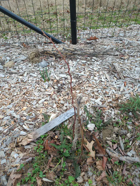 **Added photo** (2026-03-07)