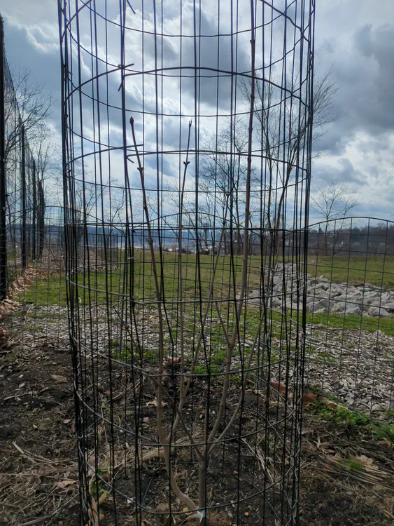 **Added photo** (2026-03-07)