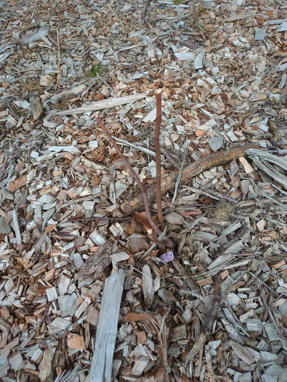 **Added photo** (2026-03-07)