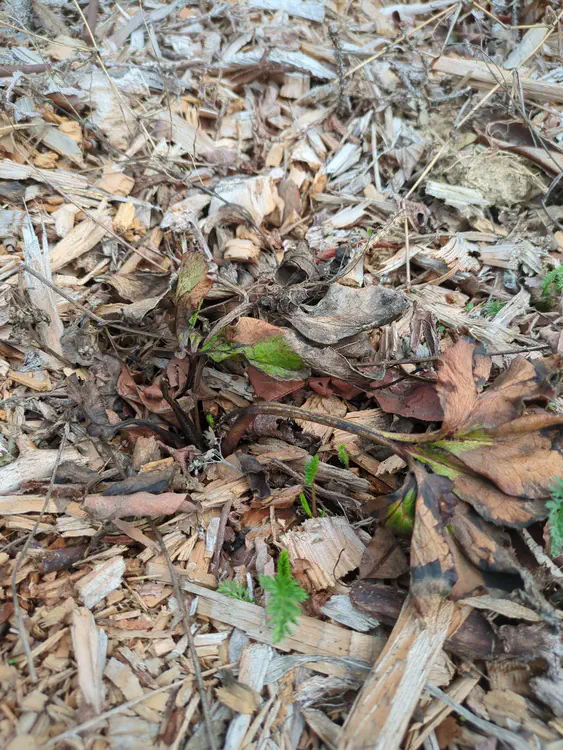 **Added photo** (2026-03-07)