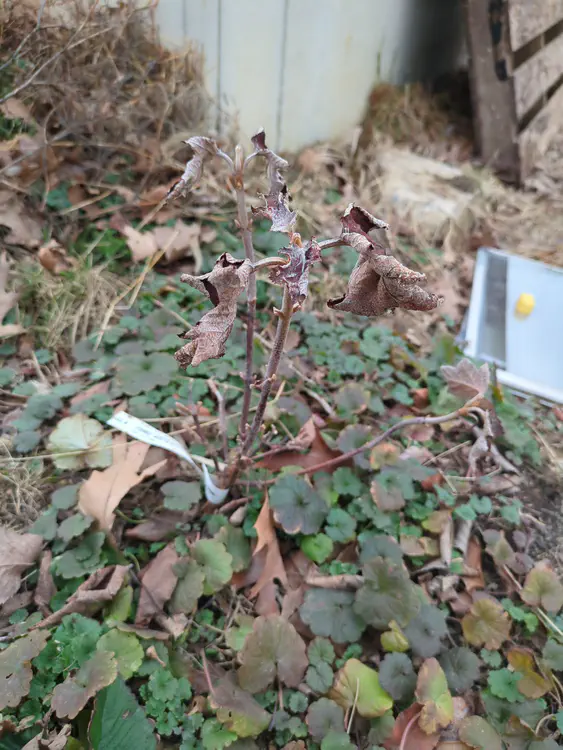 **Added photo** (2026-03-07)